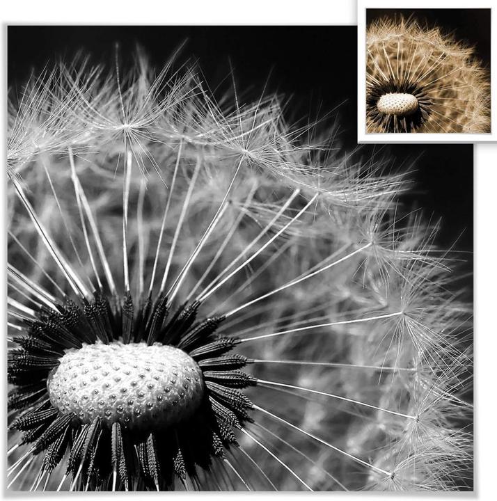 Produktbild Trenddeko Dandelion (60 x 60 cm)