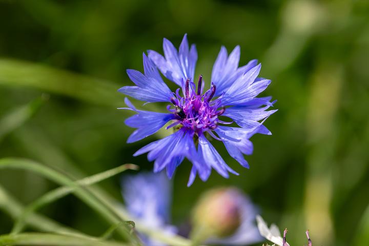 Image du produit Zollinger Bio Bleuet (Bulbes de fleurs)