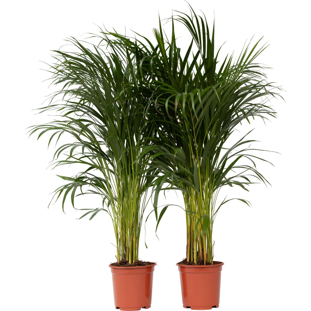 Plant in a Box, Pflanzen, Dypsis Lutescens - 2er Set Areca Goldfruchtpalme (100 cm)