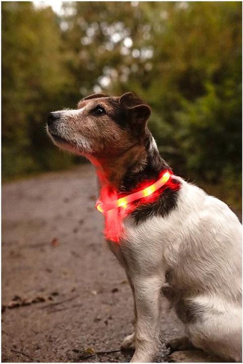 Produktbild Flamingo Leuchthalsband Nera Visio rot (Hund, Allgemein)