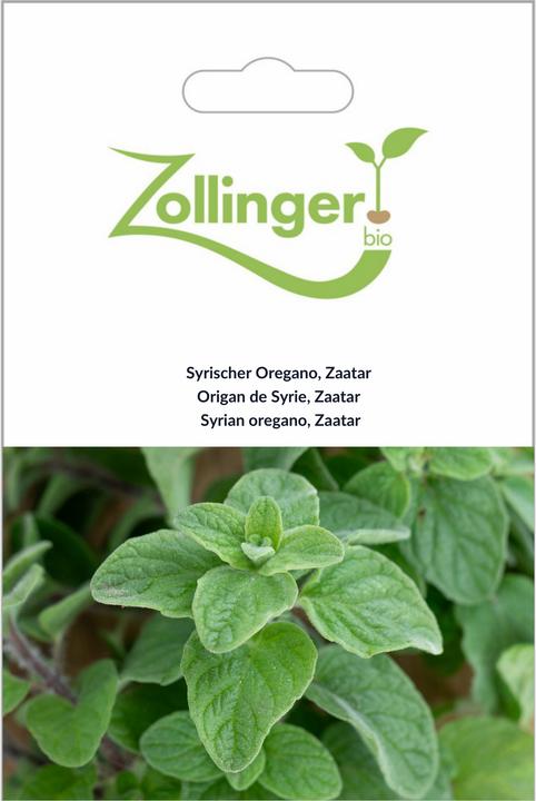 Zollinger Bio Syrischer Oregano, Zaatar (Pflanzensamen)