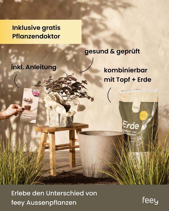 Produktbild feey Lavendel (20 cm, Tierfreundlich)