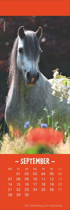 Produktbild Pferde Lesezeichen & Kalender 2026 (6 x 18 cm)