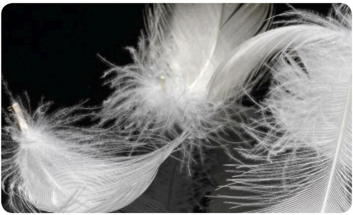 Immagine prodotto DOR Senecio (50 x 70 cm)