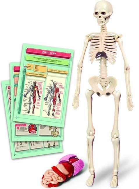 Clementoni Giocattolo Educativo Del Corpo Umano 50824