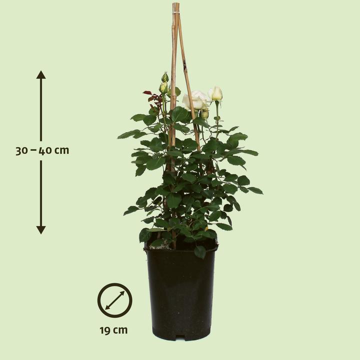 Actual product image Zulauf Renaissance Rose (40 cm)
