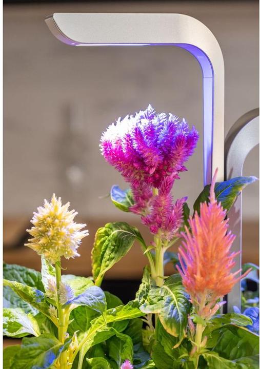 Produktbild Véritable Lingot Plumed cockscomb (Blumensamen)