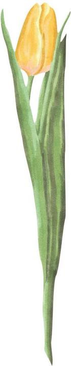 Produktbild Trenddeko Tulpe Watercolor (12 x 60 cm, 10 x 50 cm, 14 x 70 cm, 17 x 90 cm, 8 x 40 cm, 16 x 80 cm, 6 x 30 cm)