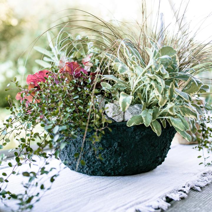 Produktbild Oasis Pflanzschale