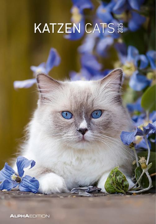 Immagine prodotto Katzen2026-Bildkalender23,7x34cm-KalendermitPlatzfürNotizen-mitvie