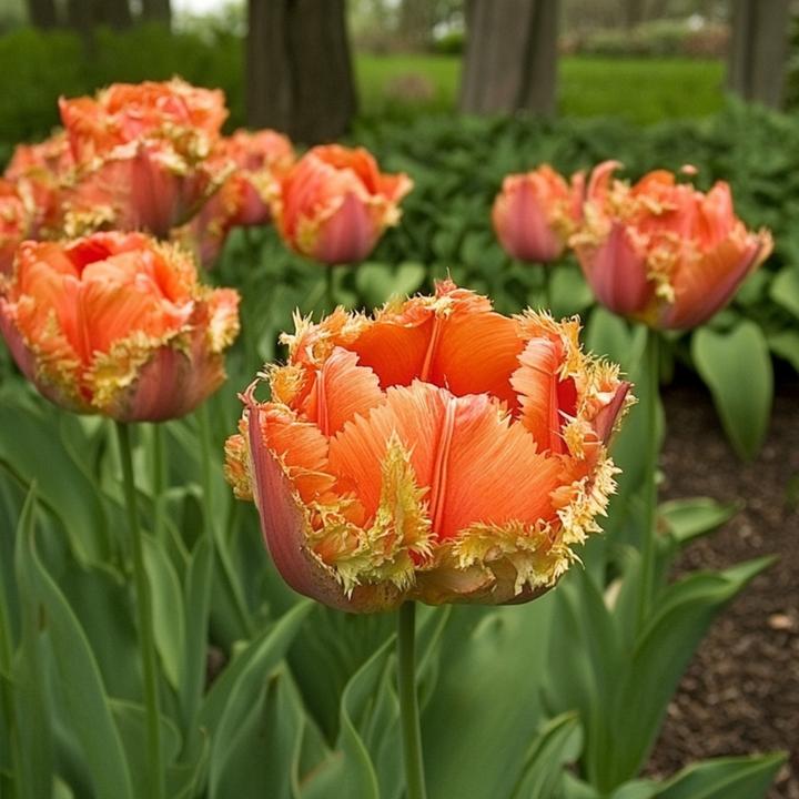 Image du produit Plant in a Box Tulipa Brisbane - Lot de 20 tulipes (10 cm)