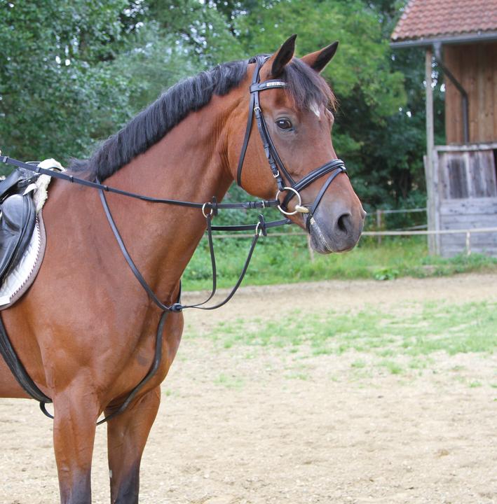 Actual product image Kerbl Martingale