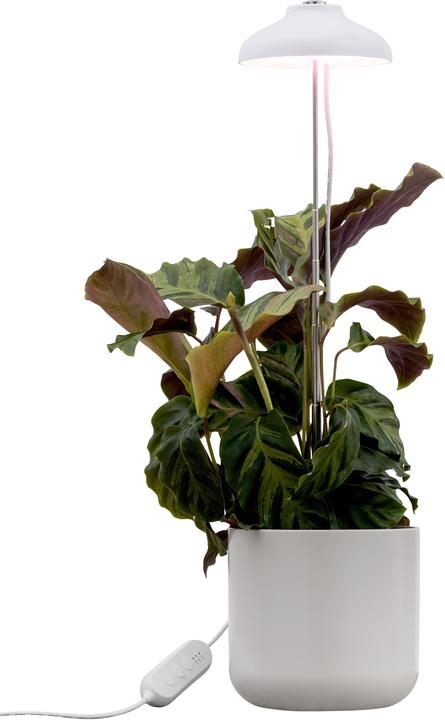 Image du produit Airam Iris -kasvivalo, IP20,, 240 lm, valkoinen