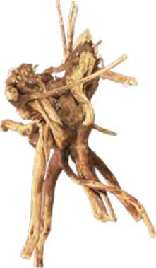 Immagine prodotto BioArt Natürliches Spinnenholz 10-15 cm (Decorazione, Fondamenti)