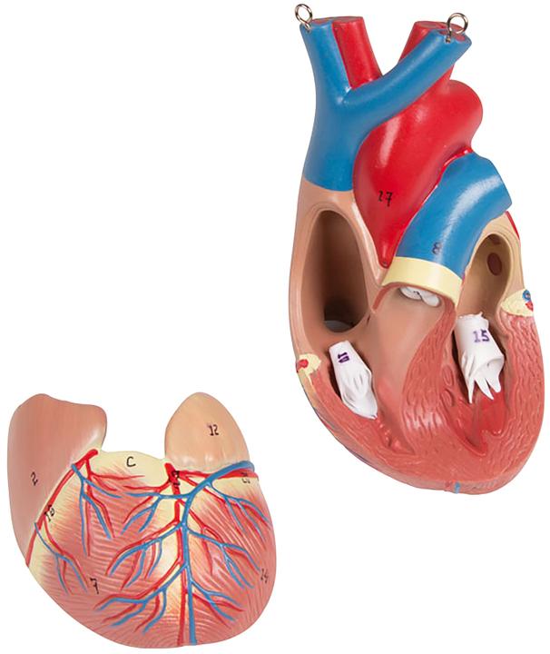 Immagine prodotto Erler Zimmer Modello anatomico del busto con schiena aperta (40 x 23 x 88 cm)