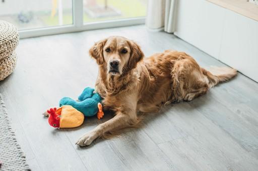 Actual product image Beeztees Bz Plu Dog Playz Hide Pe (Plush toy dog)