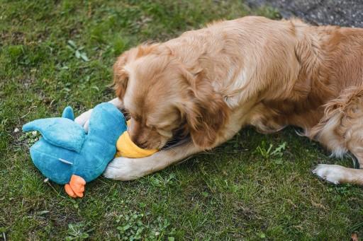 Actual product image Beeztees Bz Plu Dog Playz Hide Pe (Plush toy dog)