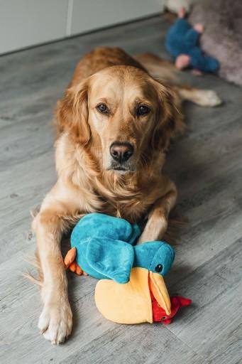 Actual product image Beeztees Bz Plu Dog Playz Hide Pe (Plush toy dog)