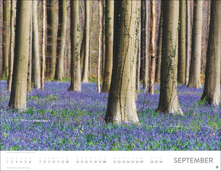 Immagine prodotto Blütenmeer Posterkalender 2026 (44 x 34 cm)