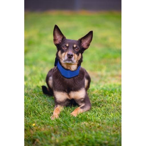 Thumbnail - Beeztees Bz Quick Cooler Halsb Izi Bla (M, Hund, Allgemein), Halsband + Leine