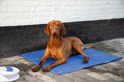 Image du produit Beeztees Quick (Chien)