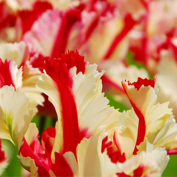 Plant In A Box - Tulipa Vendee Globe - Bulbi Di Tulipano X15 - Bulbi Da Fiore Per Giardino Terrazza Balcone 89224708