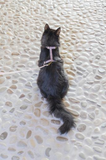 Produktbild Designed by Lotte Katzengeschirr Virante (L, Katze, Spazieren)