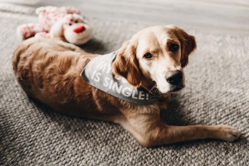 Produktbild Beeztees Bandana Single Boss (S, Hundemantel)