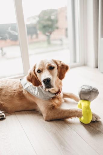 Produktbild Beeztees Bandana Single Boss (S, Hundemantel)