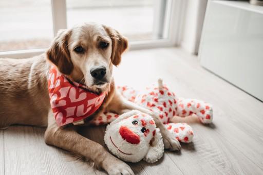 Produktbild Beeztees Bandana Single Boss (S, Hundemantel)