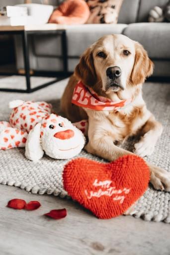 Produktbild Beeztees Bandana Single Boss (S, Hundemantel)