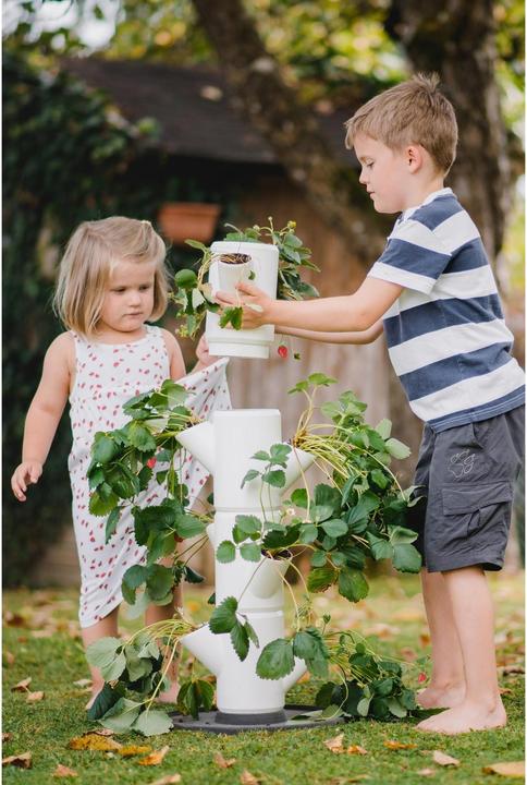 Actual product image Gusta Garden Sisi Strawberry (27 cm)