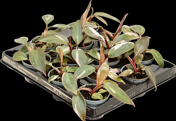 Immagine prodotto Mahaloplants Philodendron Pink Princess (8 cm)