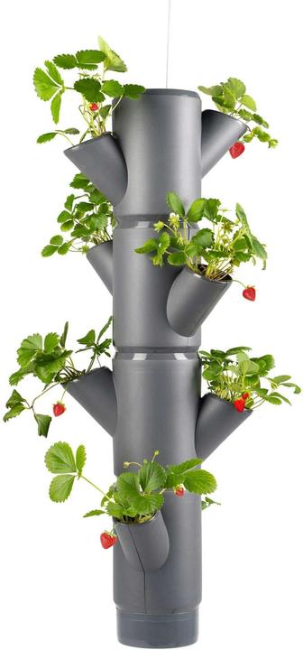 Immagine prodotto Gusta Garden Sissi Fragola (17 cm)