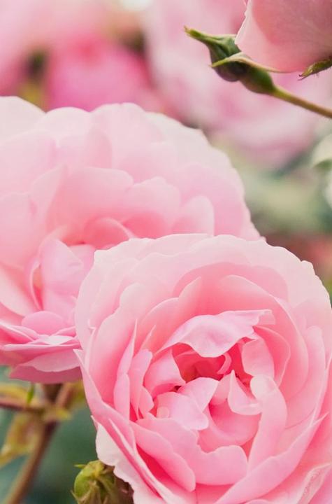 Produktbild Khadi Rose Repair (50 ml)