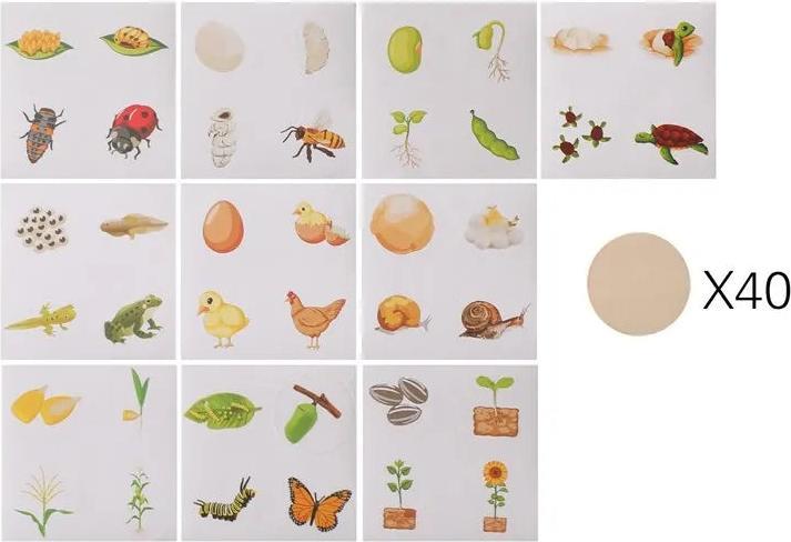 Immagine prodotto Activity Board Giocattolo di legno per neonati Animale del ciclo di vita Cognition Tavola di legno Giocattolo per