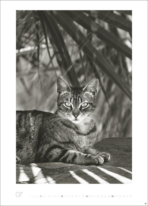 Produktbild Cats Edition Kalender 2026 (49 x 68 cm)