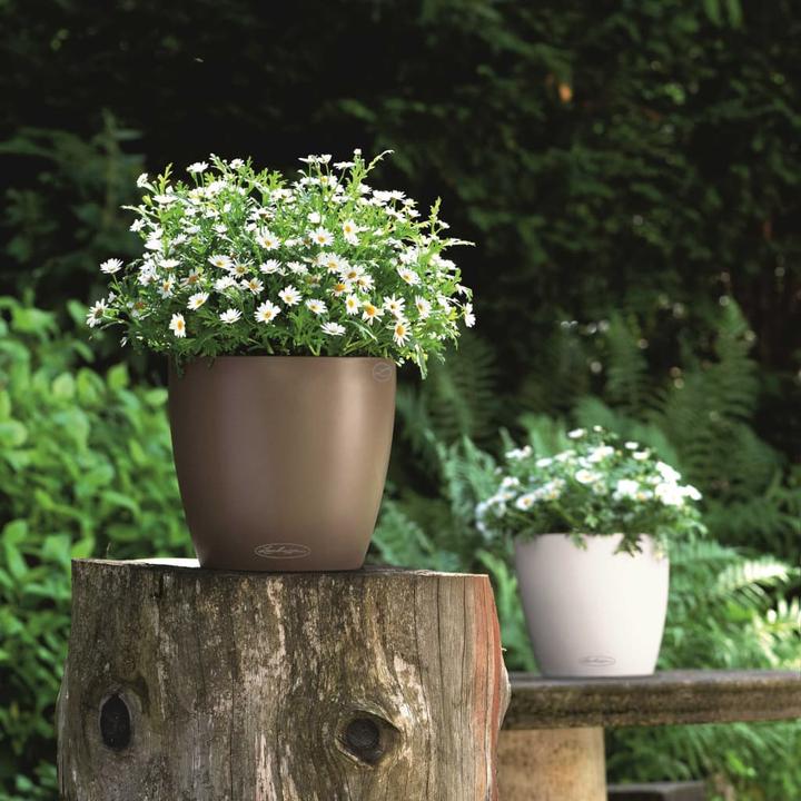 Actual product image Lechuza Classico Color