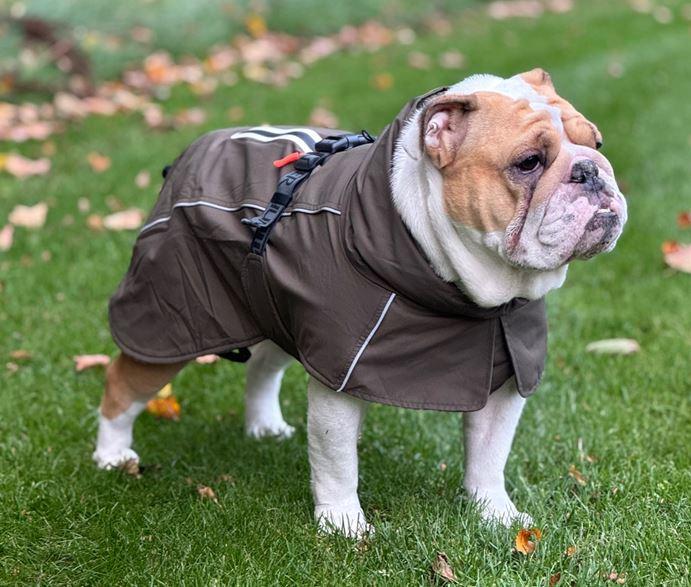 Productafbeelding Hunter Hondenjas Nordby Mopshond & Fr Bulldog 32, crème - (203496) (32, Hondenvacht)