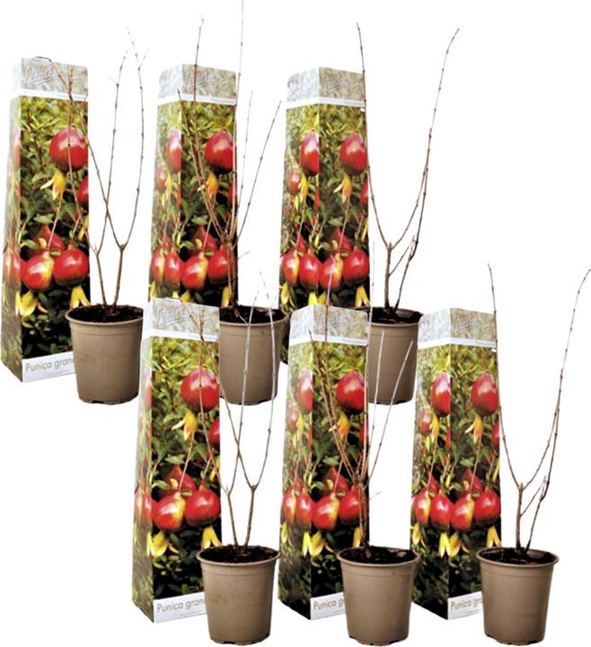 Produktbild Plant in a Box Punica Granatum - 6er Set Granatapfelbaum (25 cm)