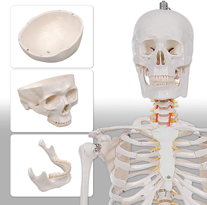 Image du produit Togu Squelette d'écolier 178 cm