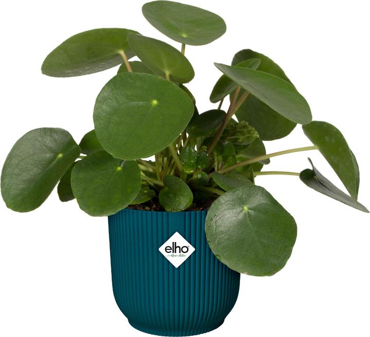 Actual product image Elho Vibes Fold (14 cm)