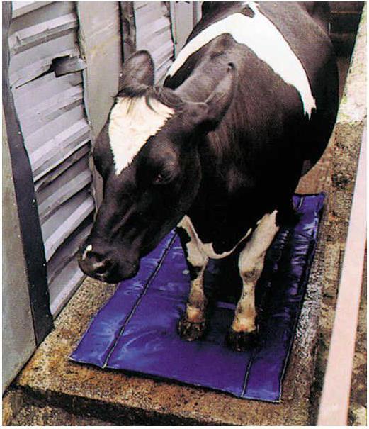 Image du produit Shoof Tapis de désinfection et de soin des onglons (Chien)