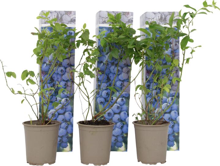 Actual product image Plant in a Box Vaccinium corymbosum 'Sunshine Blue' - 3er Set Blaubeere (25 cm)