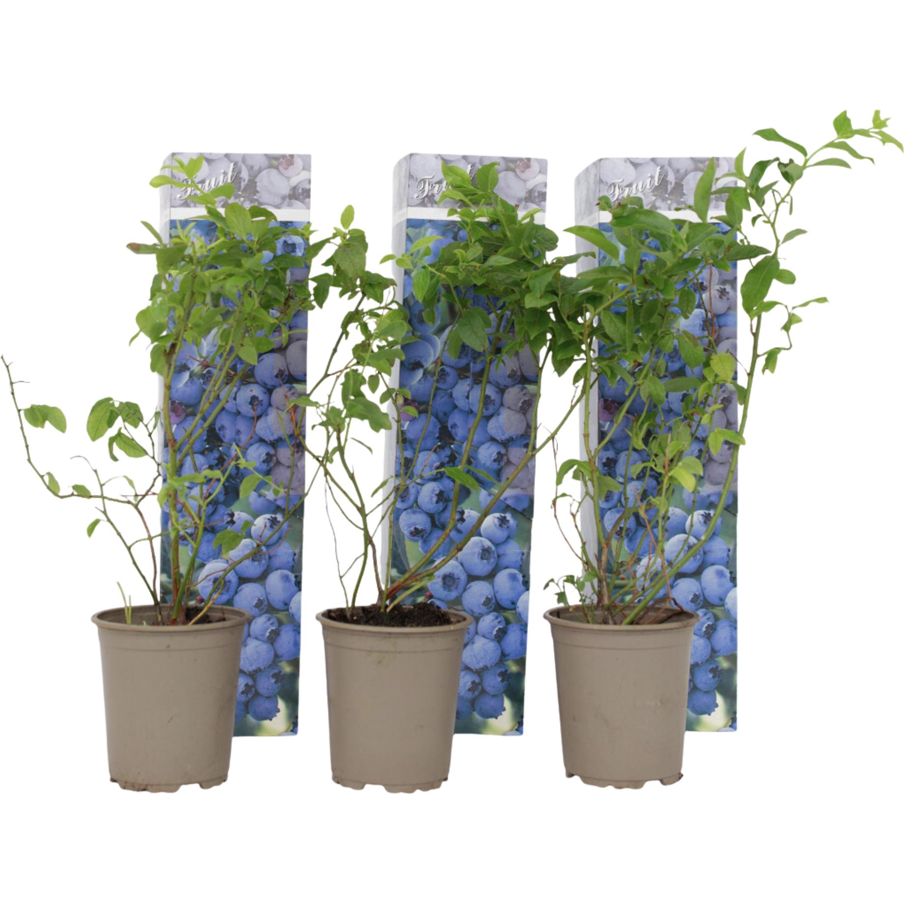 Plant in a Box, Pflanzen, Vaccinium corymbosum 'Sunshine Blue' - 3er Set Blaubeere (25 cm)