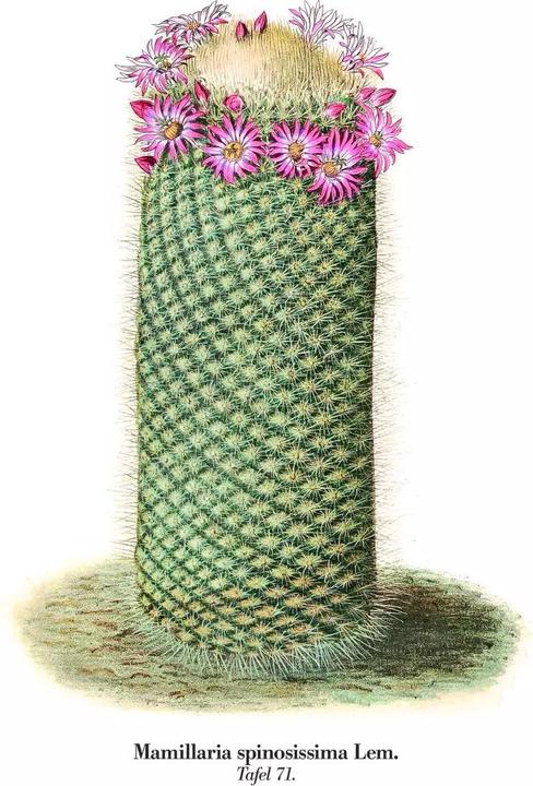 Image du produit Cactus en fleurs (2.50 cm)