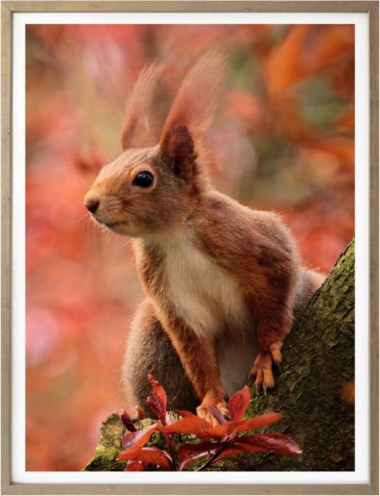 Produktbild Trenddeko Eichhörnchen 01 (30 x 40 cm)