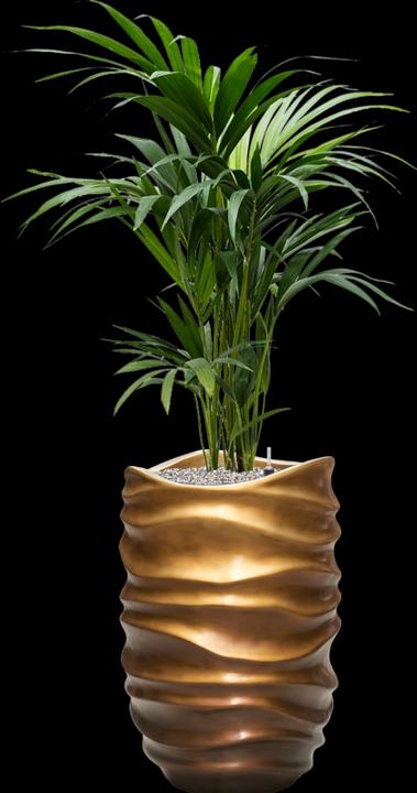 Immagine prodotto Baq Design Kentia Howea forsteriana & Baq Gradient Lee (140 cm)