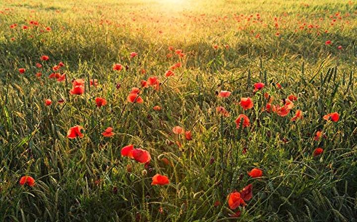 Productafbeelding Komar Vliesbehang Poppy World 9-luiken 450 x 280 cm (450 x 280 cm)