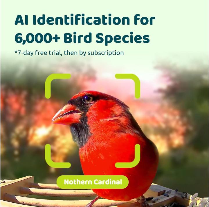 Produktbild Birdfy Futterspender FSC Bambus Mini Solar